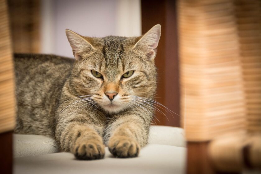 comportamiento gatuno