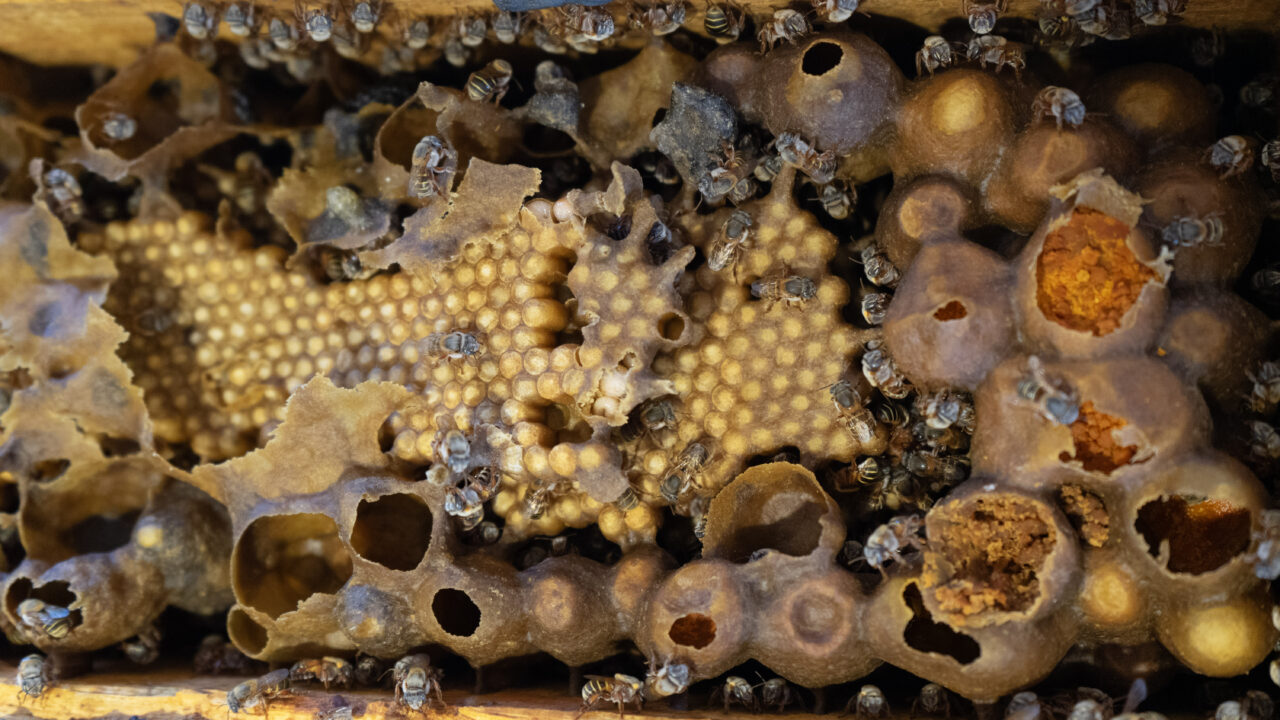 Xunáan Kaab: la abeja sagrada maya